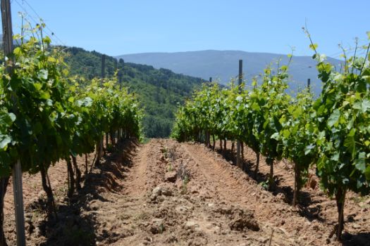 Las viñas que darán origen al vino con Denominación de Origen Valdeorras