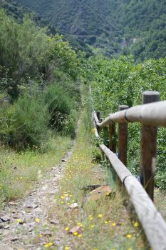 Bajada al barranco del arroyo Olivedo 