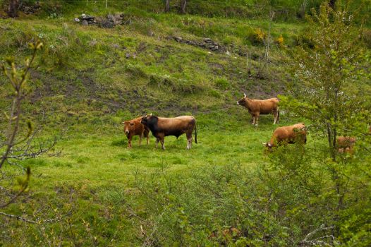 Ganado vacuno pastando junto a la ribera del río Sil