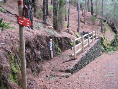 La ruta transcurre entre pinos y brezos