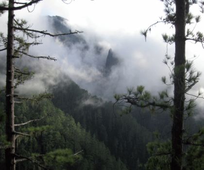 Pinos canarios (Pinus canariensis) entre la niebla