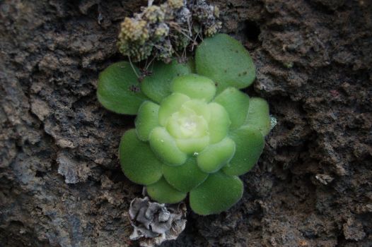 Flora crasa de La Gomera