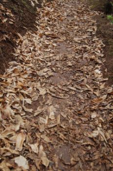 Hojas de castaño (Castanea sativa)