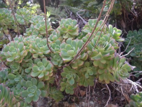Detalle de la vegetación del Camino