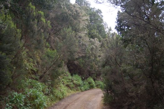 Transición de laurisilva y fayal-brezal