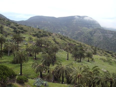 En la Gomera se mantienen extensos palmerales para la extracción del guarapo o miel de palma