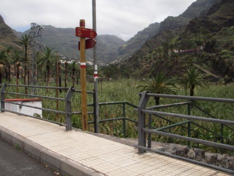 Un denso cañaveral ocupa el fondo del Barranco de Valle Gran Rey