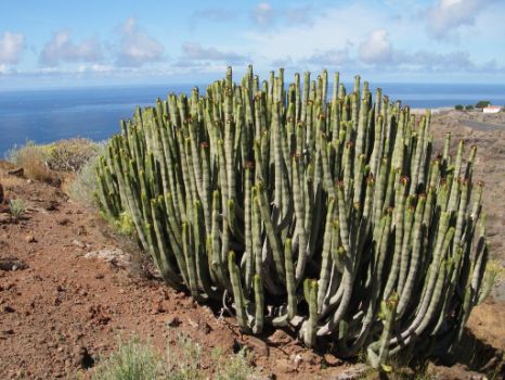 Bonito ejemplar de cardón (Euphorbia canariensis) en el Lomo de Pelé