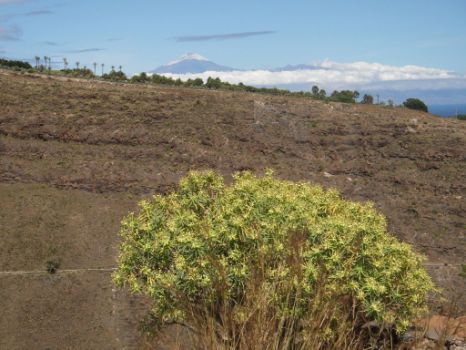 El camino ofrece bonitas panorámicas del majestuoso Teide de la vecina isla de Tenerife