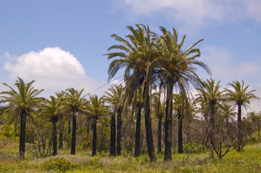 Palmeral de palma canaria