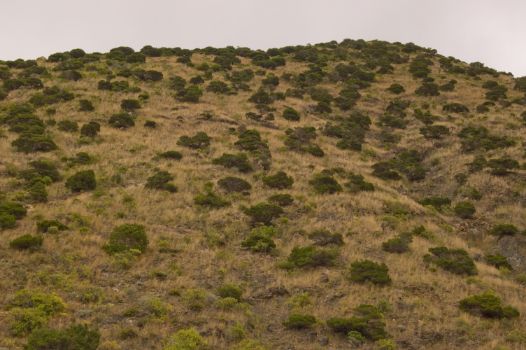 Sabinar de sabina canaria