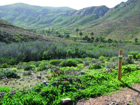Tarajales y palmeras en la Vega de río Palmas