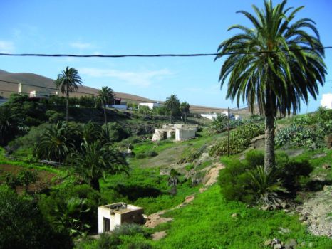 Palmeras en el pueblo de Valle de Santa Inés