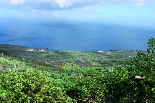 La vinagrera (Rumex Lunaria) es un endemismo canario muy extendido en la isla de El Hierro