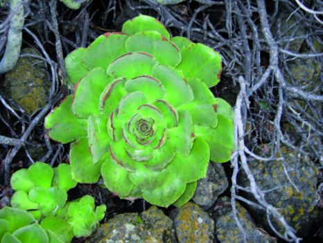 El bejeque es una de las especies de vegetación pionera