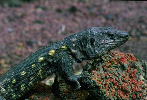 Lagarto gigante de El Hierro (Gallotia simonyi)