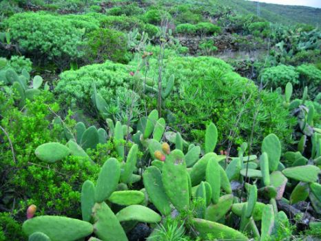 Las especies arbustivas como el verode (Senecio kleinia) y la tabaiba (Euphorbia sp.), invaden los cultivos abandonados