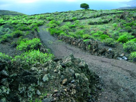 Imagen del sendero flanqueado por muros de piedra en seco