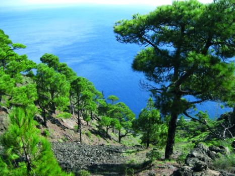El sendero desciende entre pinos canarios
