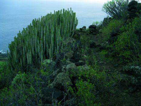 En esta zona se conservan las mejores poblaciones de cardón de la isla