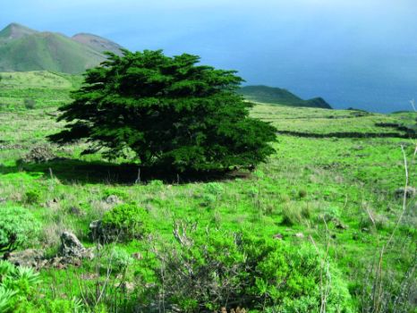 Ejemplar de ciprés con forma achaparrada por las condiciones climáticas