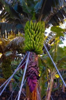 Cultivo de plátanos (Musa x paradisiaca)