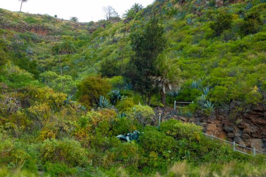 Camino Natural de La Palma a su paso por el Barranco del Agua