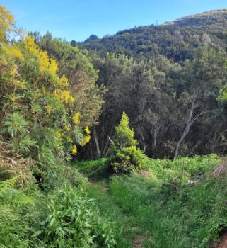 Ascenso a Barlovento por bosque fayas y brezos. 