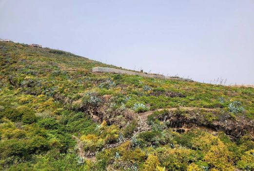 Detalle del camino natural a su paso por las medianías palmeras. 