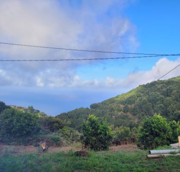 Vistas del bosque palmero en la llegada a Barlovento.