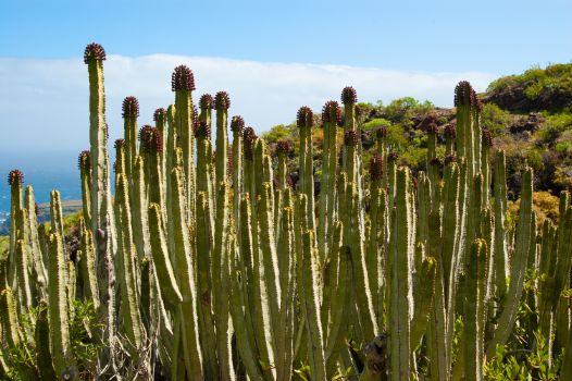 Ejemplar de cardón (Euphorbia canariensis) en el Camino Natural