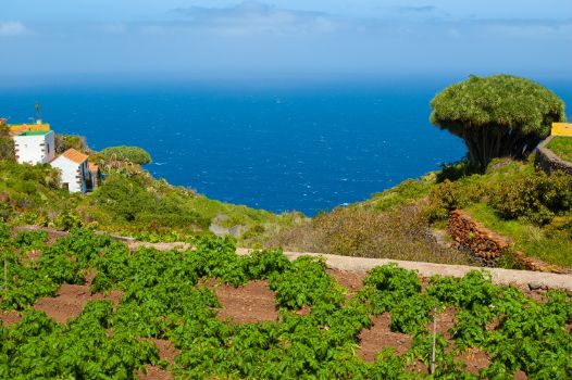 Cultivo tradicional de papa canaria
