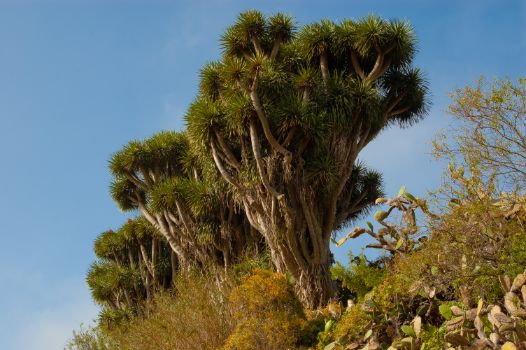 Ejemplares de dragos (Dracaena draco)
