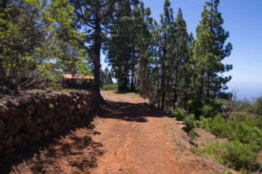 Arrival between pine trees at La Rosa Nature Centre