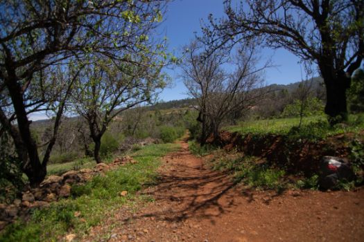Almendros (Prunus dulcis) en los márgenes de la ruta
