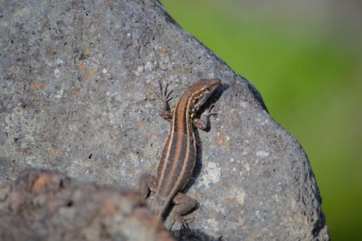 Specimen of the Black-headed Lizard (Gallotia galloti)