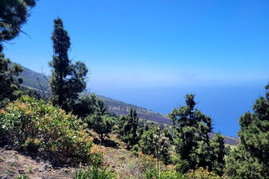 Paisaje protegido de Tamanca con ejemplares de Pinus Canariensis y las coladas del volcán El Charco