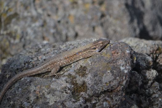 Ejemplar de Lagarto Ázul Palmero (Gallotia galloti palmae)