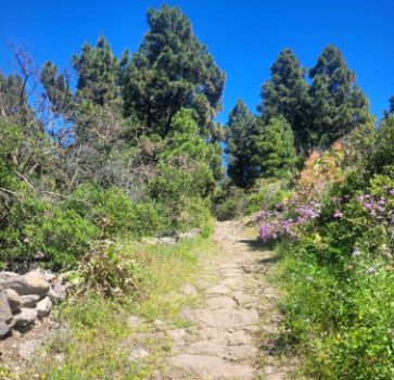 Cambio de paisaje entre las medianías agrícolas y los bosques de pino canario.