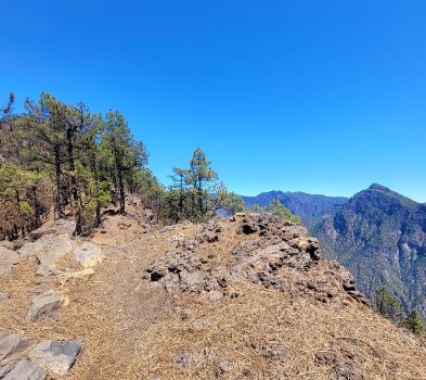 Recorrido por la cresta del risco con entre pinar y el pico Bejenado de fondo.