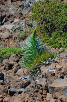 Ejemplar de tajinaste rojo (Echium wildpretii)