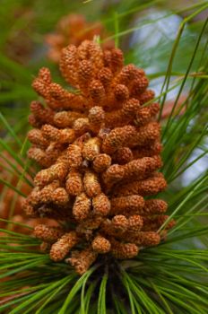 Detalle de flores masculinas de pino canario (Pinus canariensis)