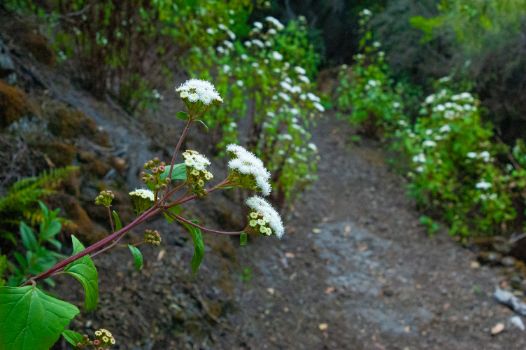 Detalle vegetación autóctona en el Camino Natural de La Palma
