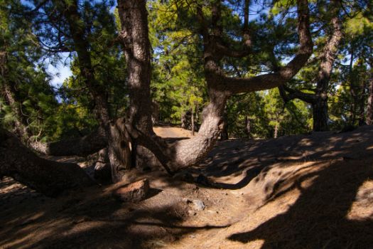 Muchos de los pinos de esta zona tienen buen porte y el viento ha hecho que adopten formas particulares 