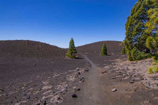 En las zonas más altas del recorrido tan solo los pinos aguantan como vegetación  acompañante