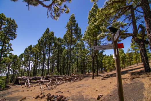 Cuervo posado en los postes indicativos, en la ladera de la montaña Pelada