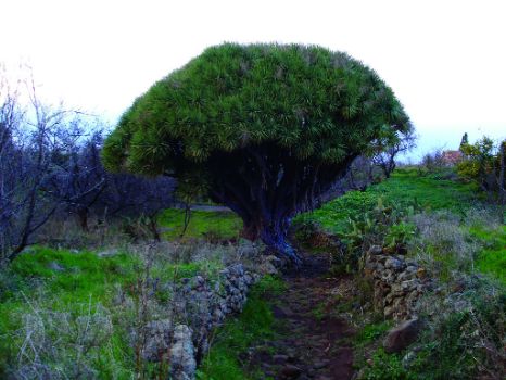 Drago (Dracaena draco), árbol característico de Canarias