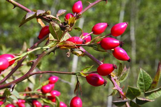 Frutos comestibles del rosal silvestre o escaramujo