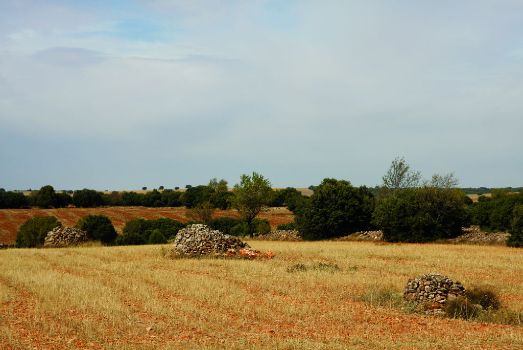 Majanos (madrigueras artificiales que hace el agricultor con montículos de piedra)