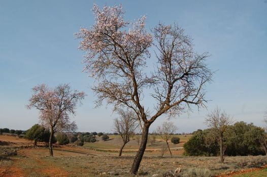 Almendros